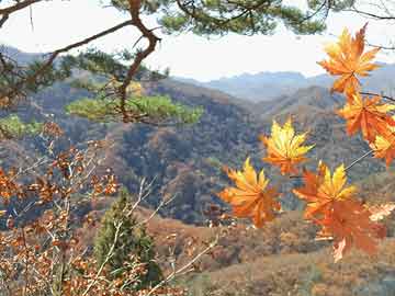 南阳新大地最新动态更新，最新消息汇总