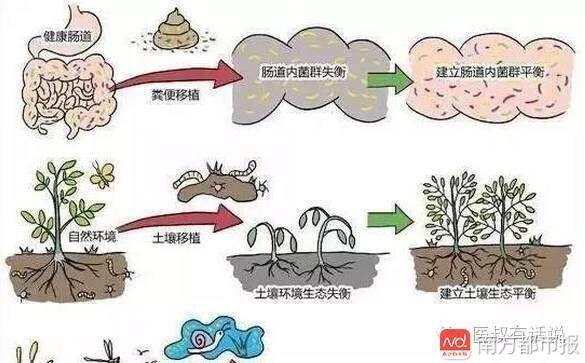 粪菌移植成功案例