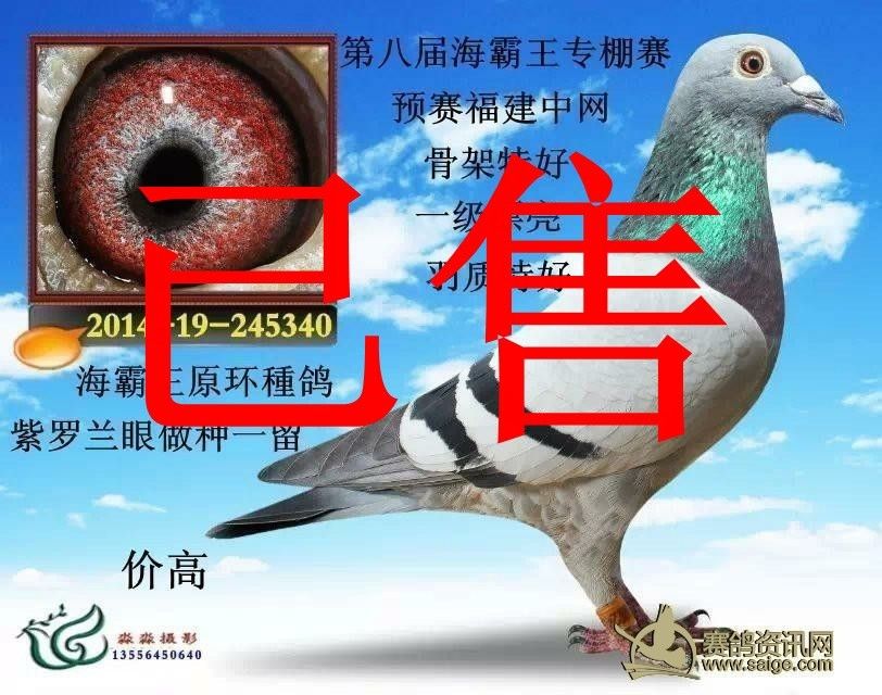 最新海霸王定价鸽步骤指南与定价策略解析