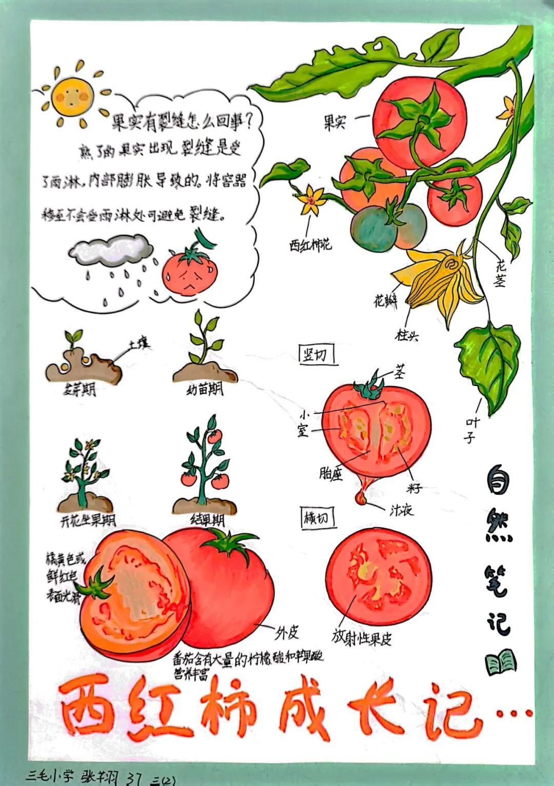 我爱西红柿最新力作，番茄之力与学习魔法的奥秘