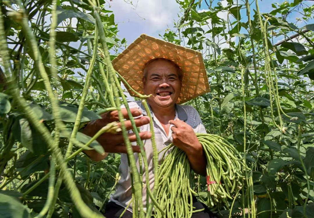 河南干辣椒价格行情最新动态